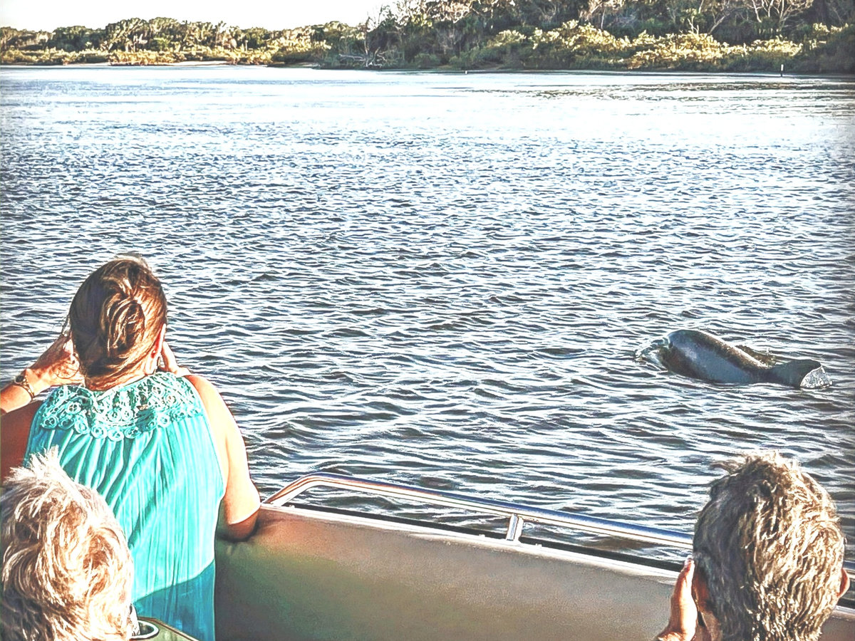Guests spotting dolphins on a private cruise along the Intracoastal